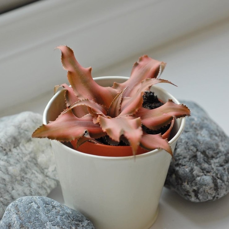 Cryptanthus1