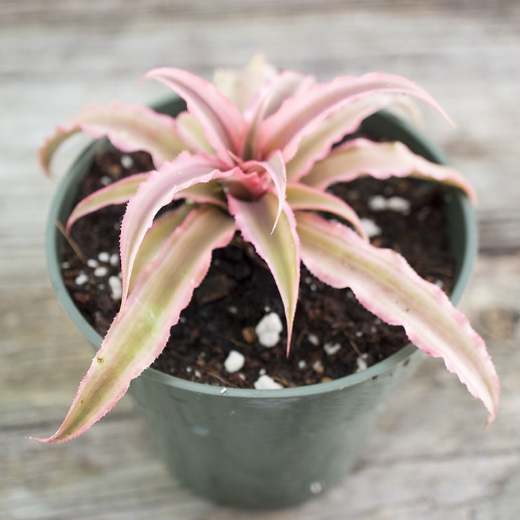 Cryptanthus6