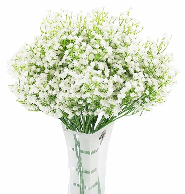 Gypsophila4