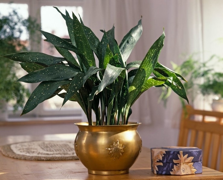 62138331 aspidistra