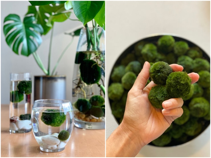 marimo1