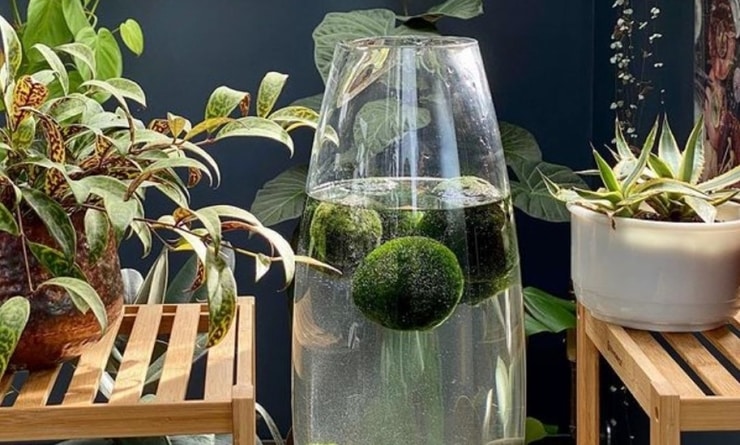 marimo2