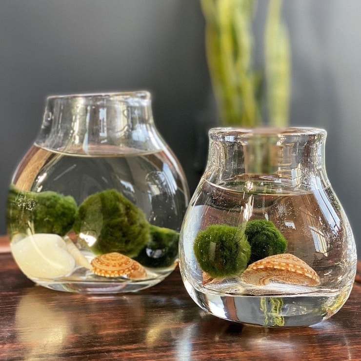 marimo3