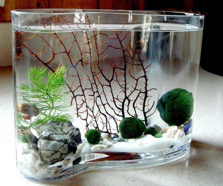 marimo4