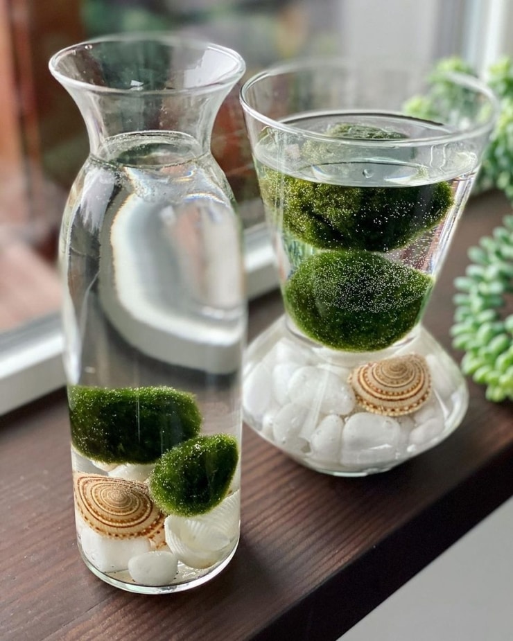 marimo6