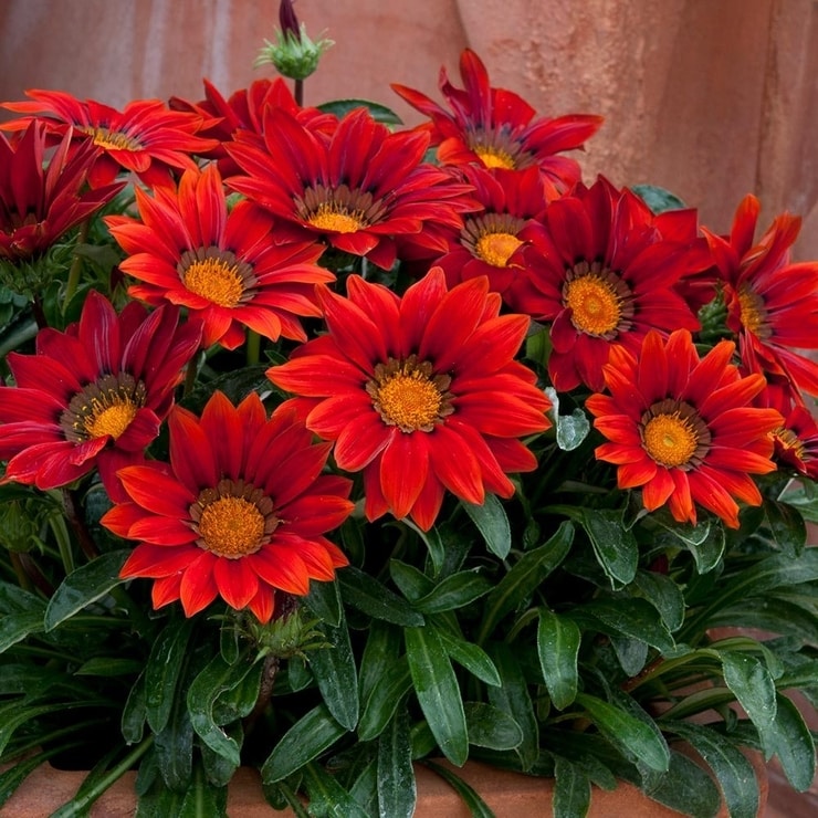 gazania1