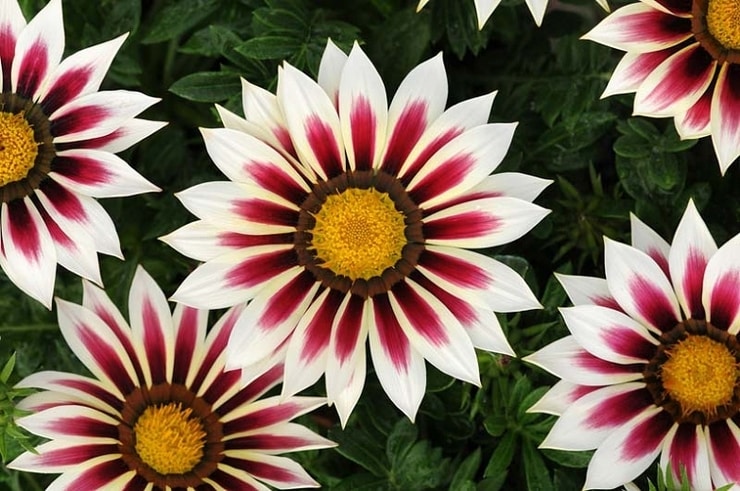 gazania2