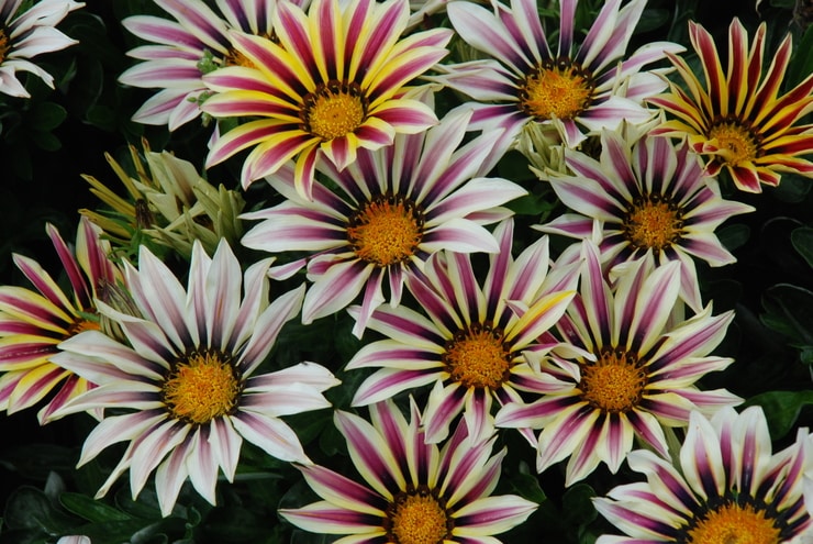 gazania3