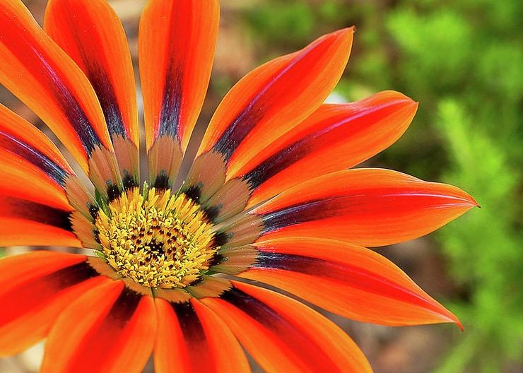 gazania4