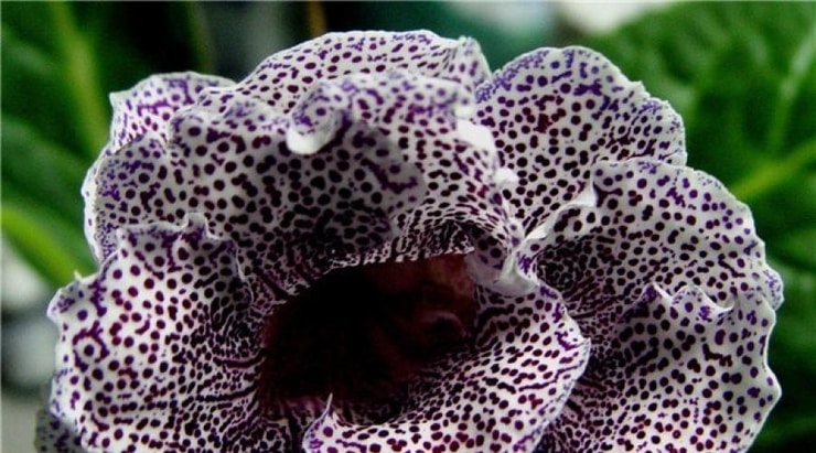 gloxinia1