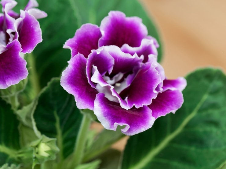 gloxinia2