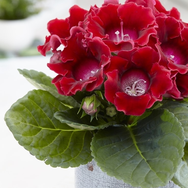 gloxinia3