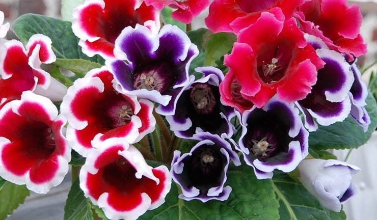 gloxinia4