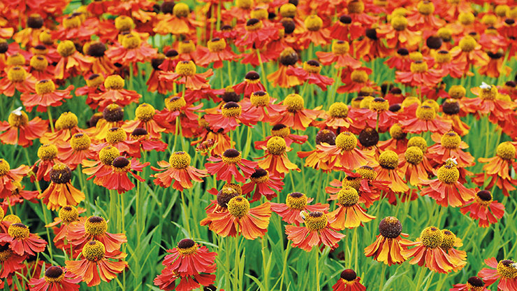 Helenium