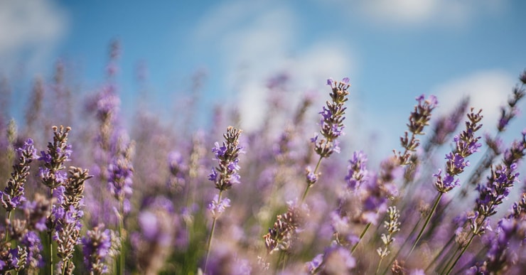 lavanda