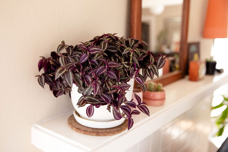 tradescantia2