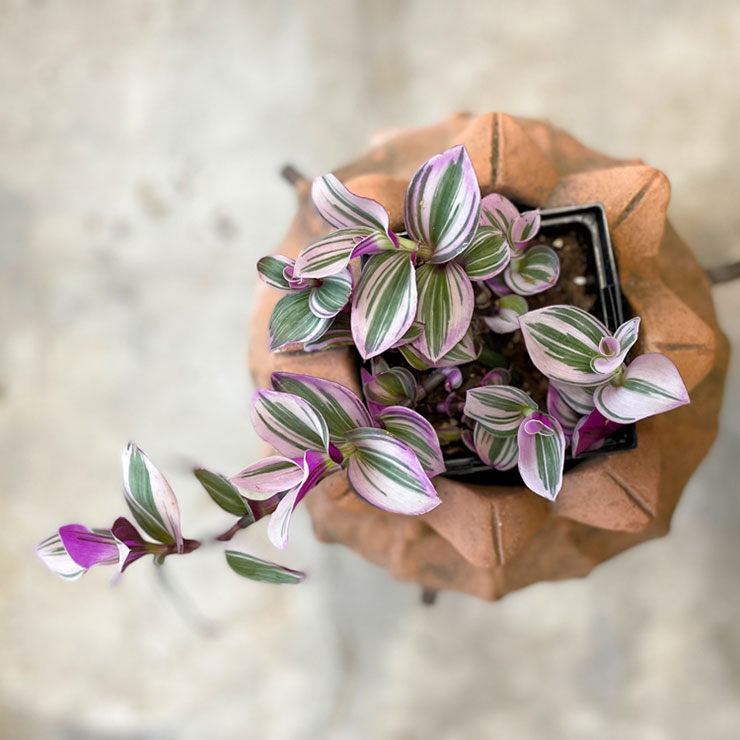 tradescantia5