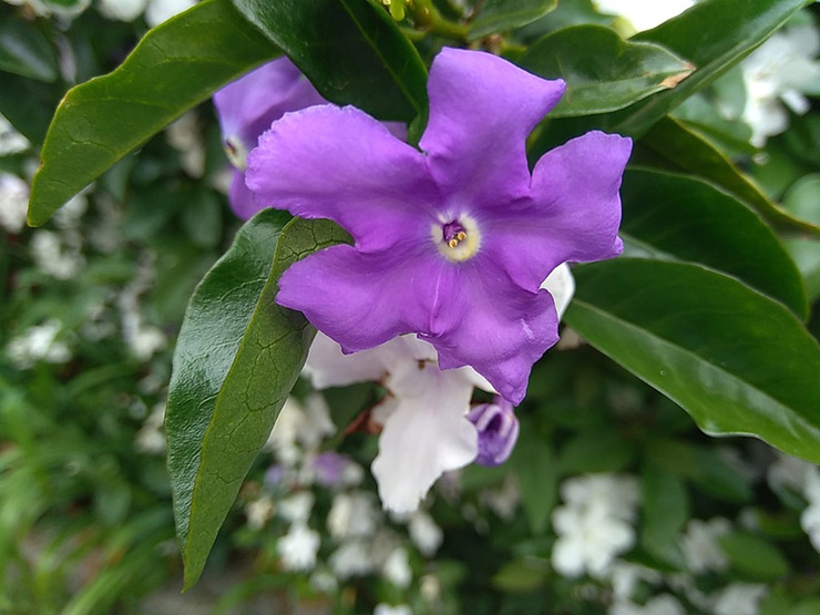 brunfelsia1