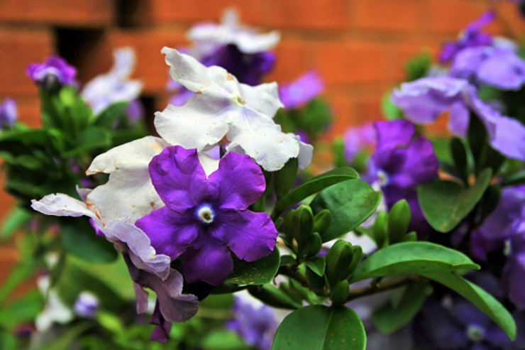 brunfelsia2