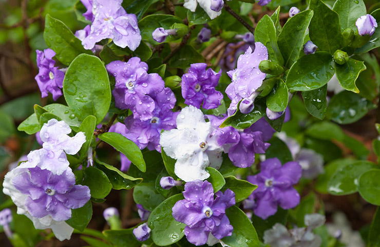 brunfelsia3