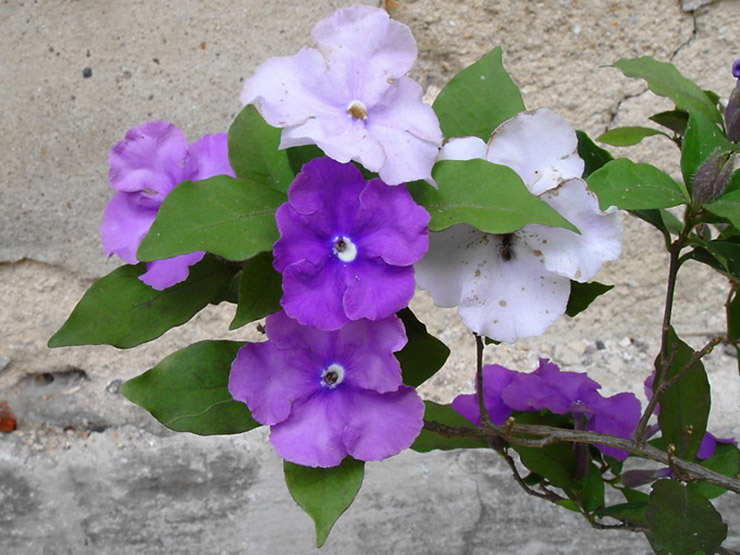 brunfelsia4