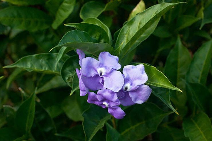 brunfelsia5