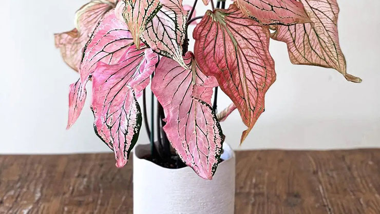 caladium