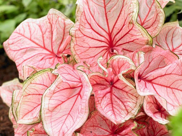 caladium2