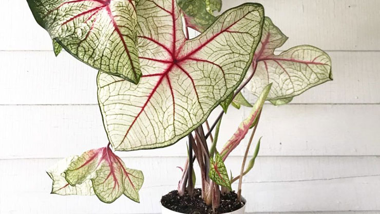 caladium3